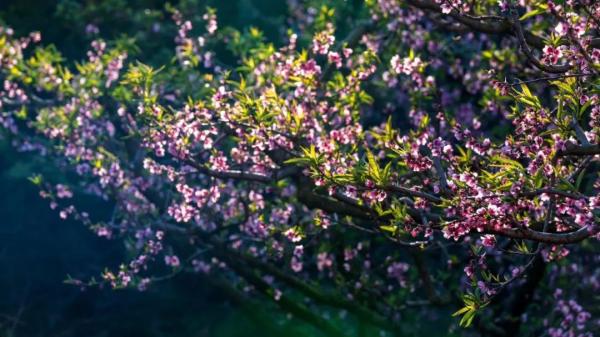 云南省文化和旅游厅