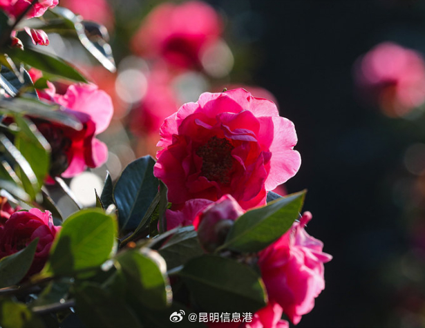 昆明信息港微博