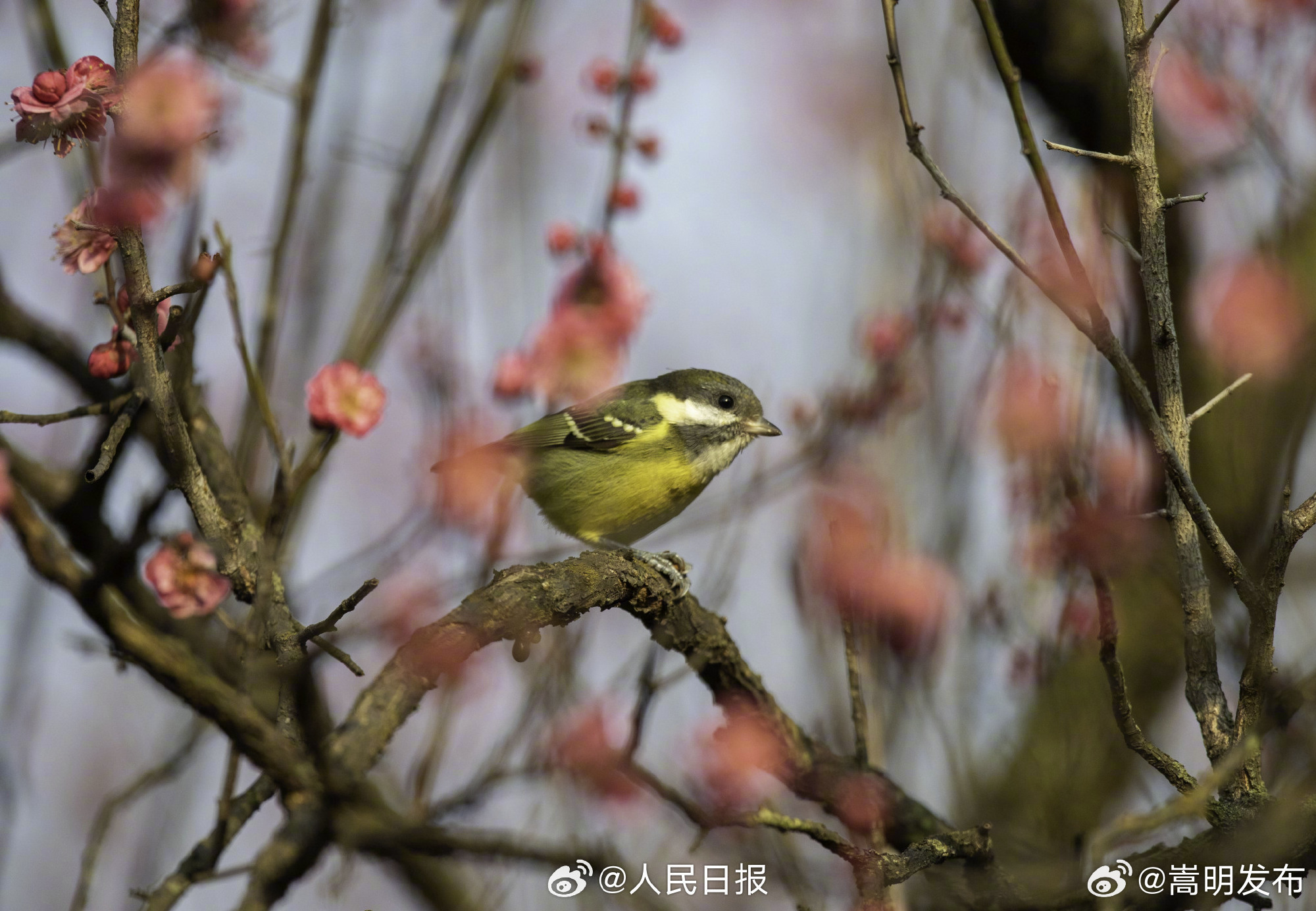 嵩明发布