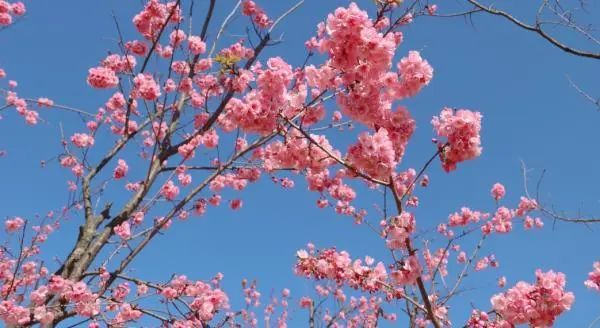 云南省文化和旅游厅