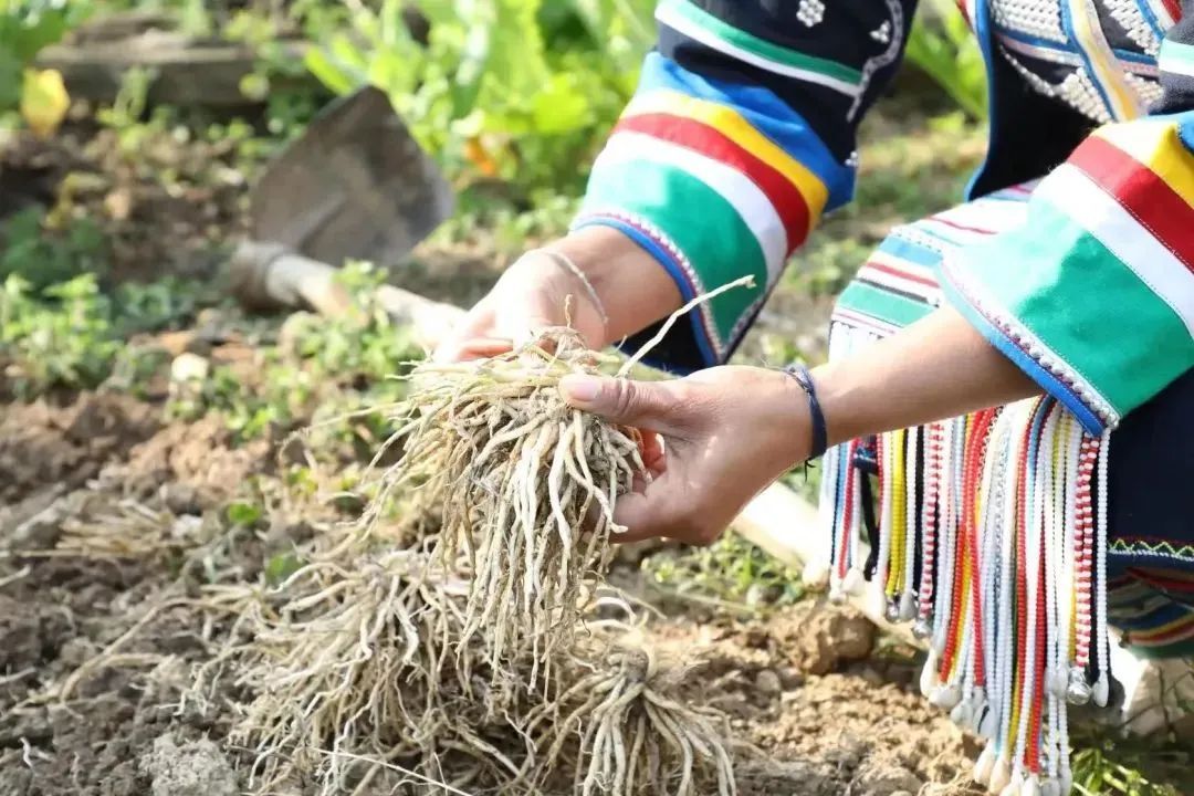 云南省文化和旅游厅