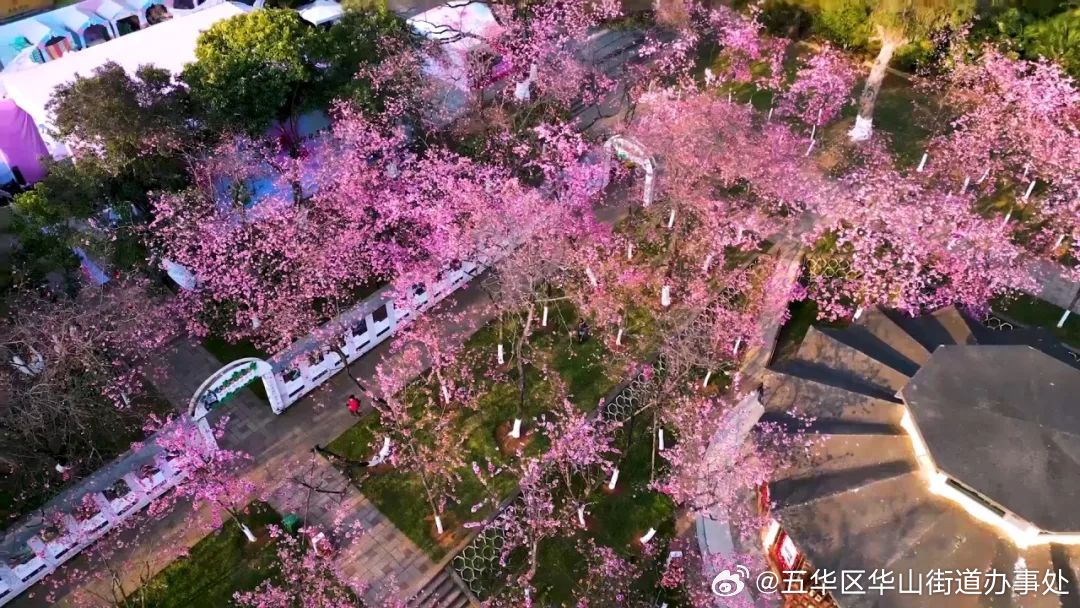 有一种叫云南的生活 | 春光似海盛世如花，圆通花潮正当时