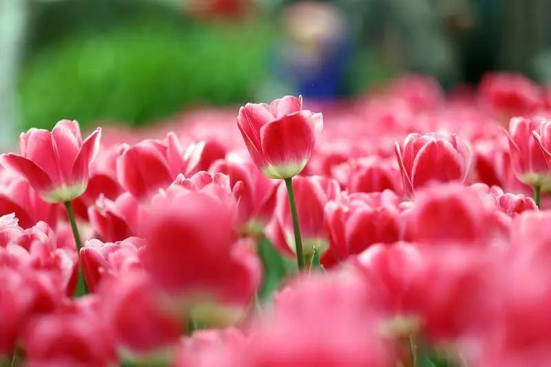 云南省文化和旅游厅