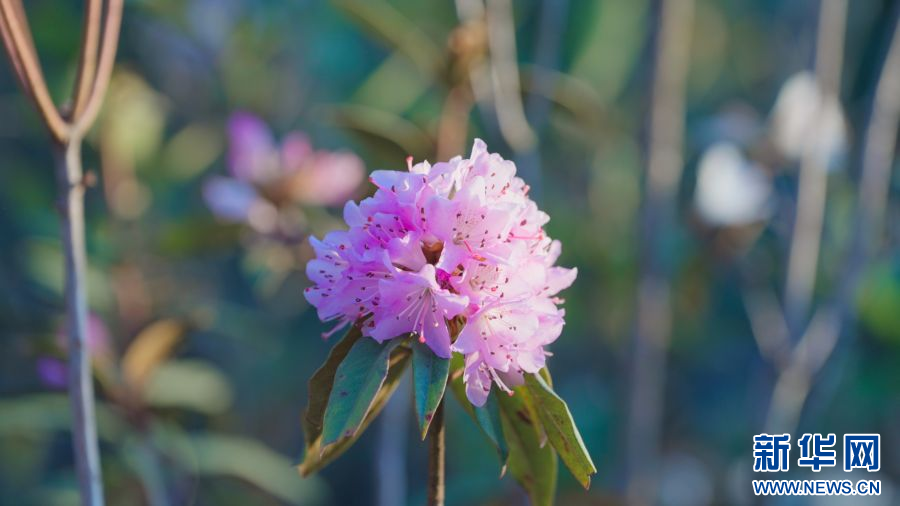 云南省文化和旅游厅