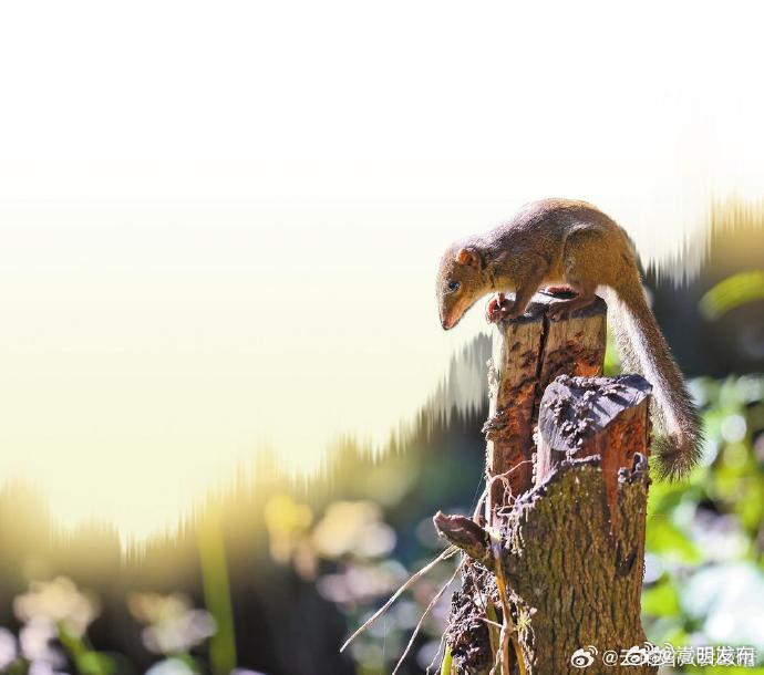 保山龙陵首次拍摄到北树鼩