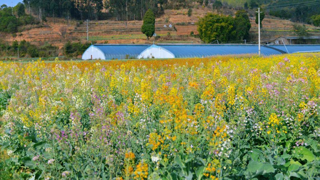 云南省文化和旅游厅