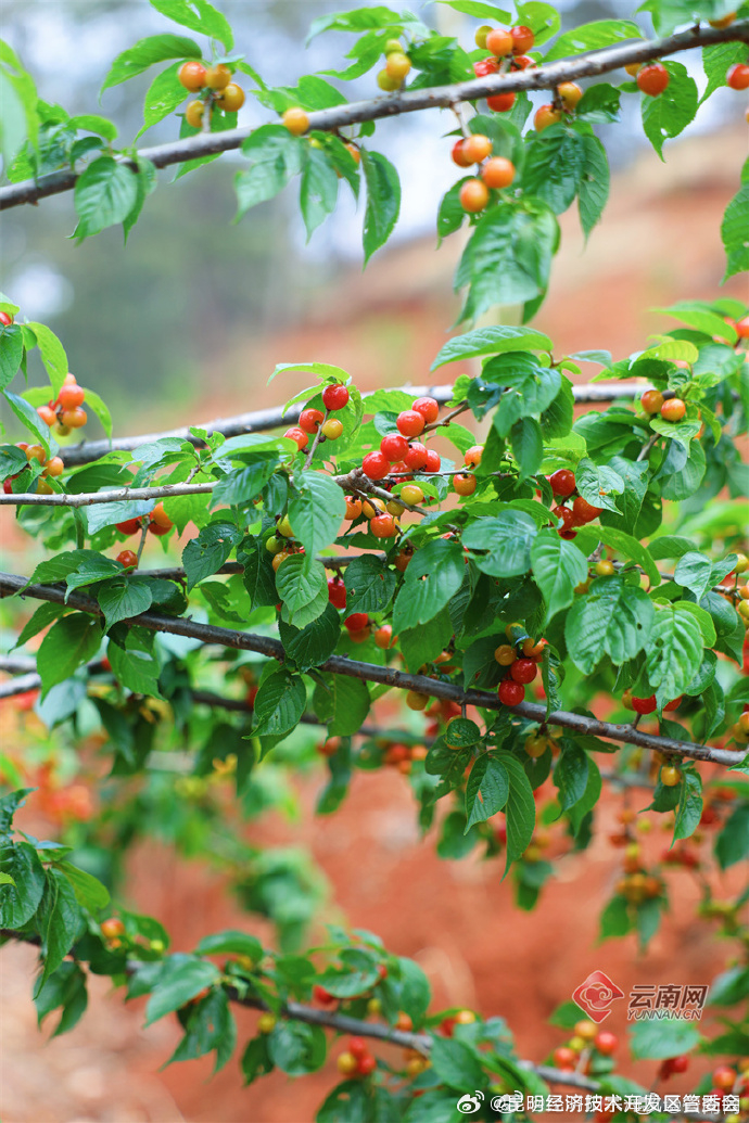昆明经济技术开发区管委会