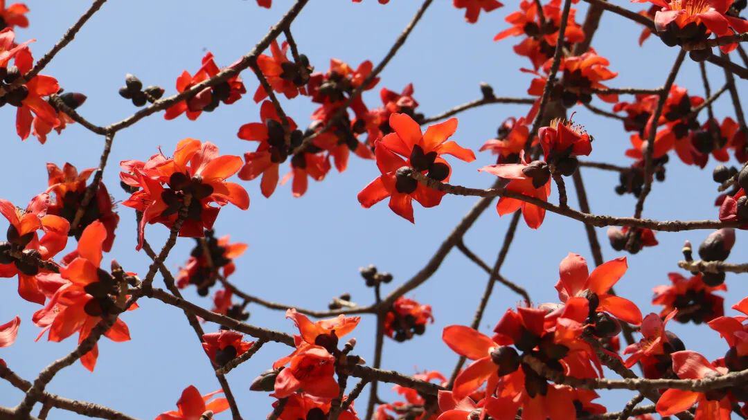 云南省文化和旅游厅