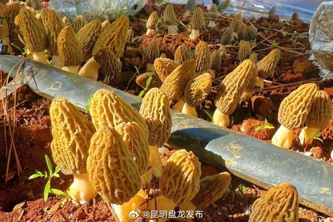 昆明盘龙发布