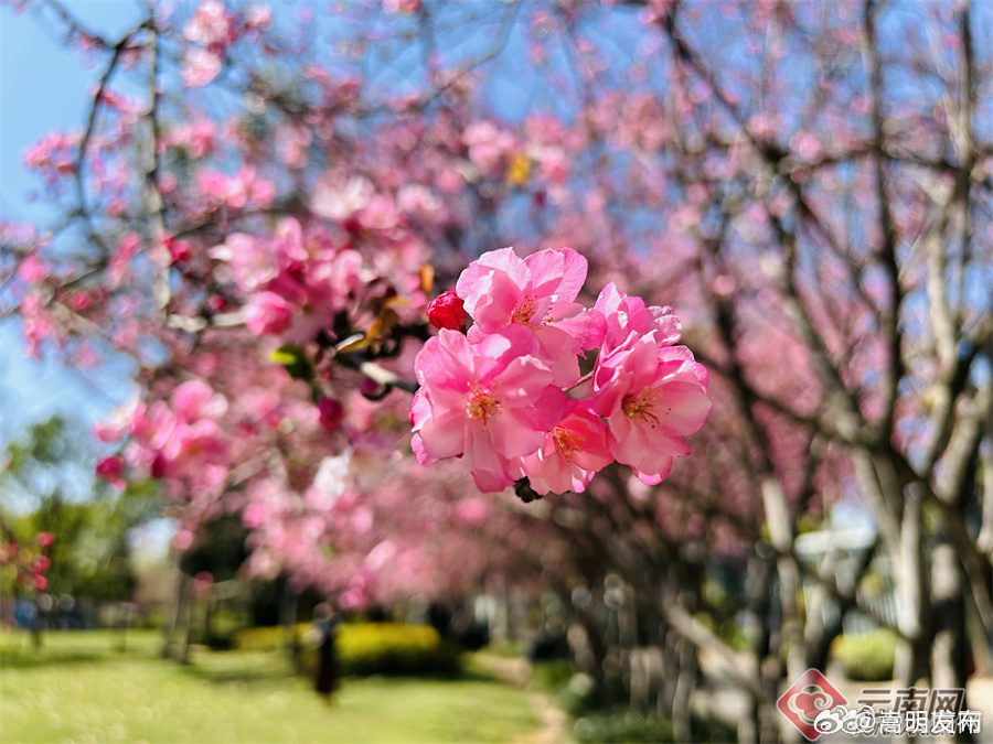 嵩明发布