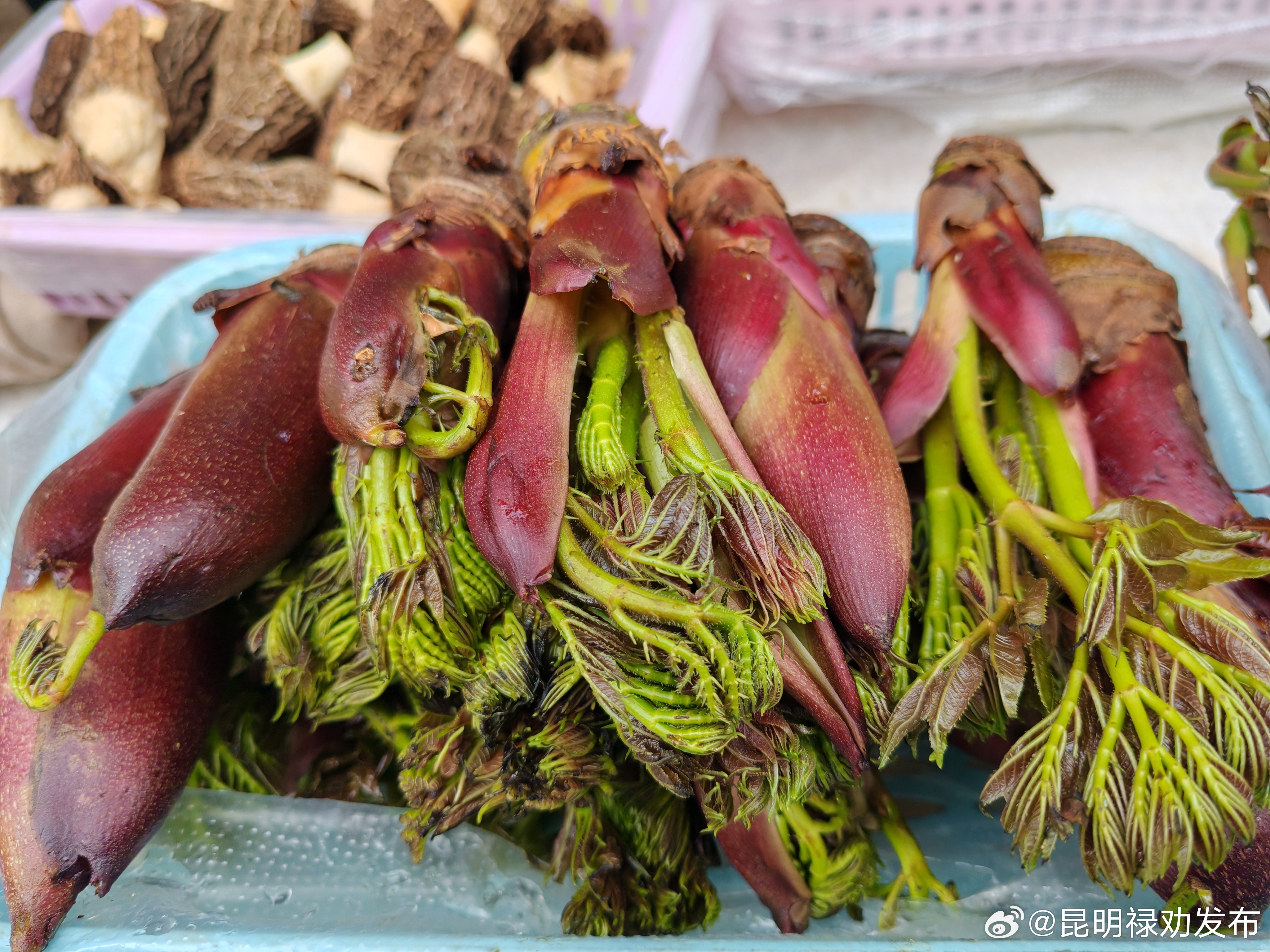 昆明禄劝发布