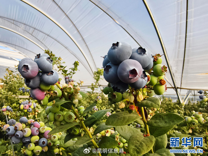 昆明信息港微博