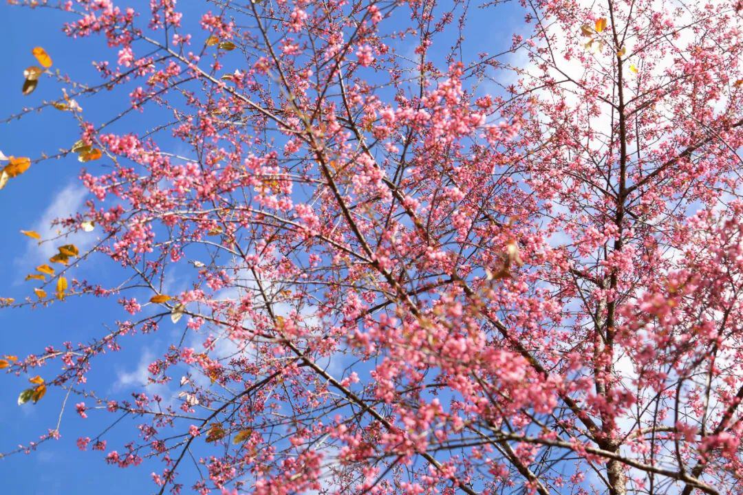 云南省文化和旅游厅