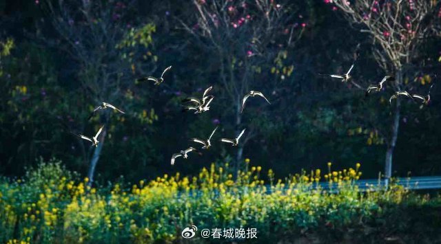 春城晚报