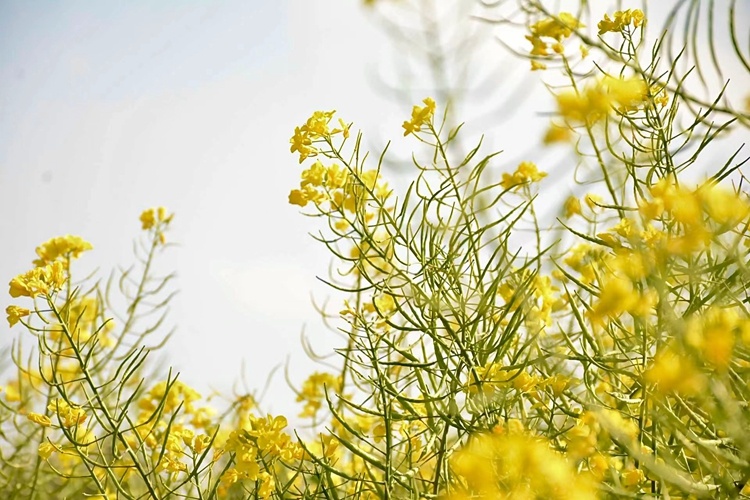 云南省文化和旅游厅