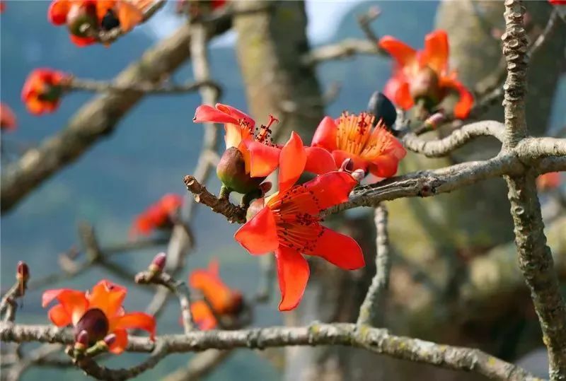 云南省文化和旅游厅