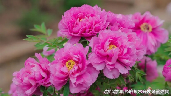 昆明经济技术开发区管委会