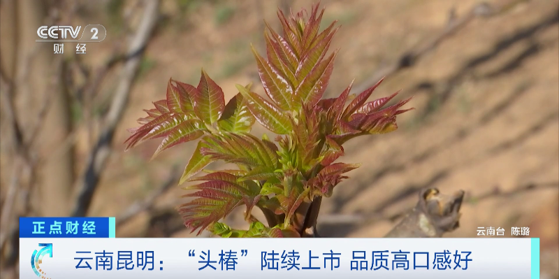 昆明信息港/cnkmxxg