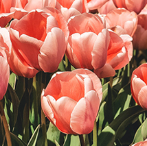 昆明市第一人民医院