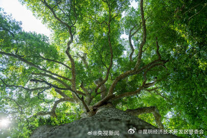 昆明经济技术开发区管委会