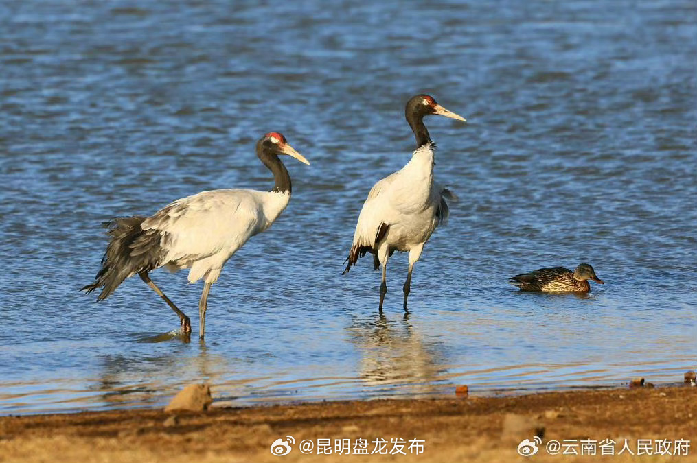 云贵高原越冬黑颈鹤陆续开启北迁之旅