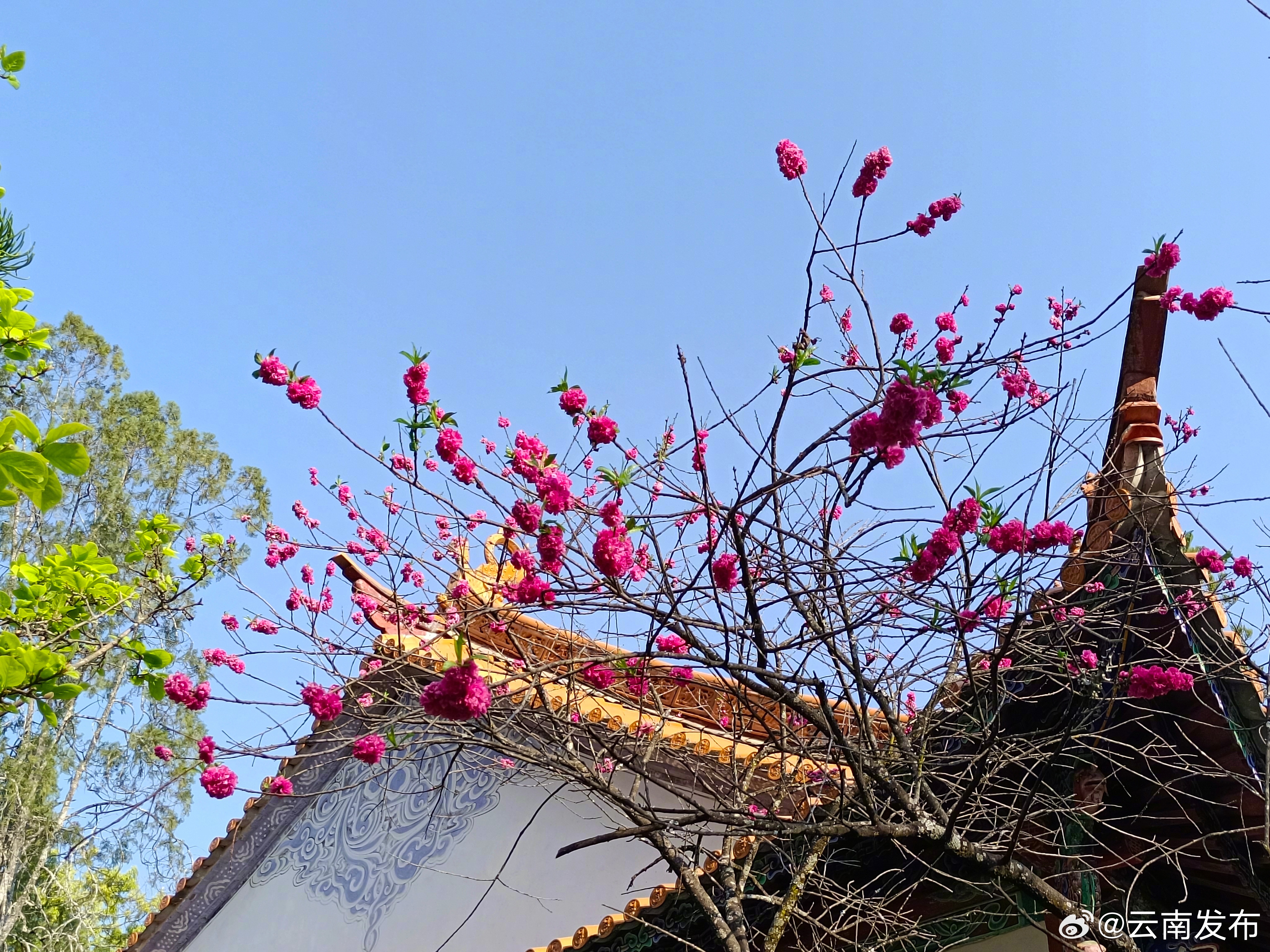 云南发布