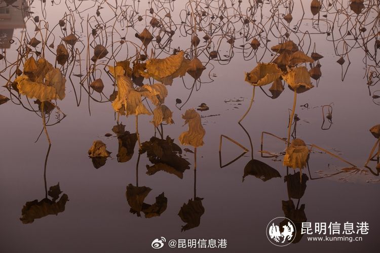 昆明信息港微博