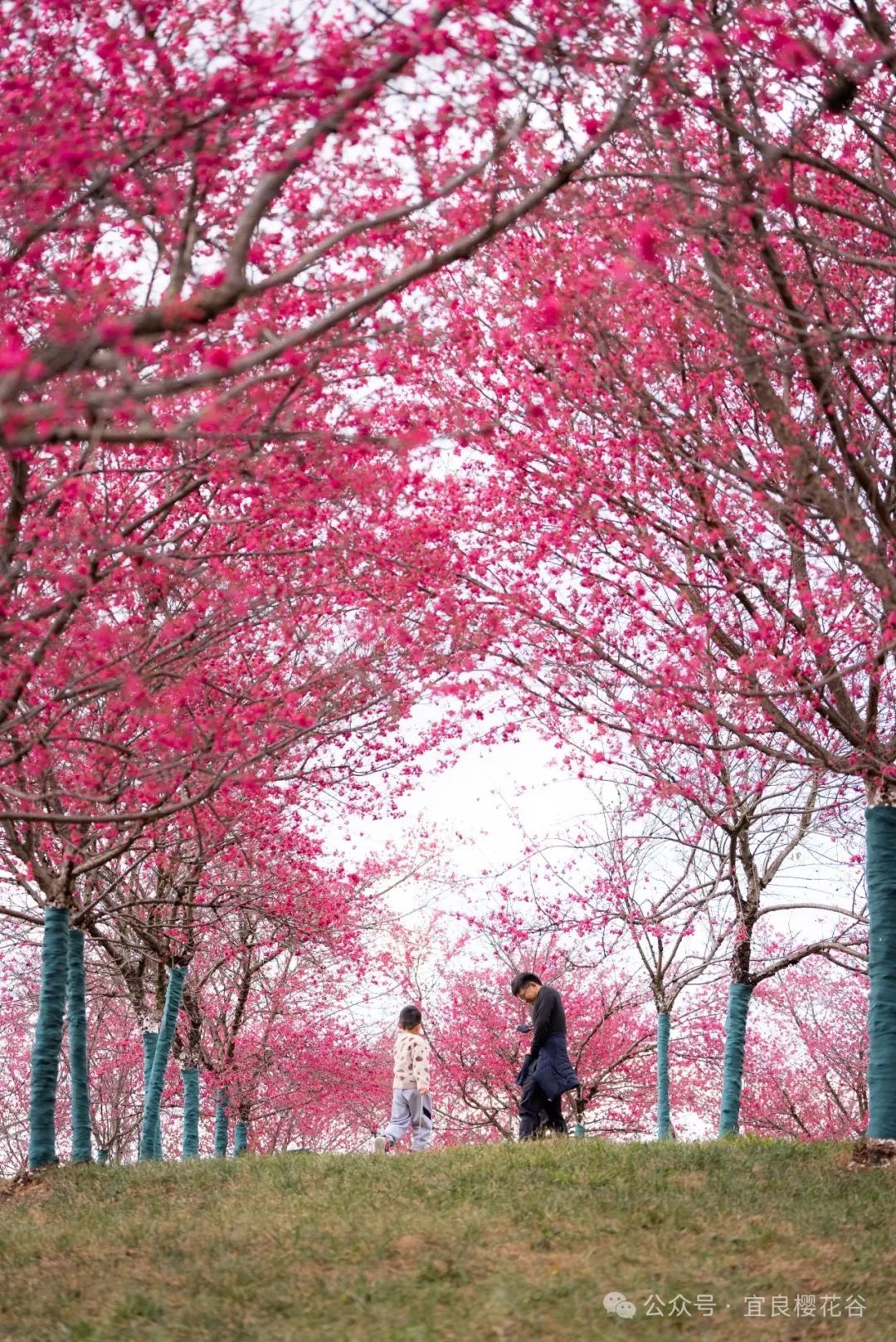 云南省文化和旅游厅