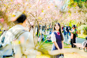 圆通樱潮 等你来赏