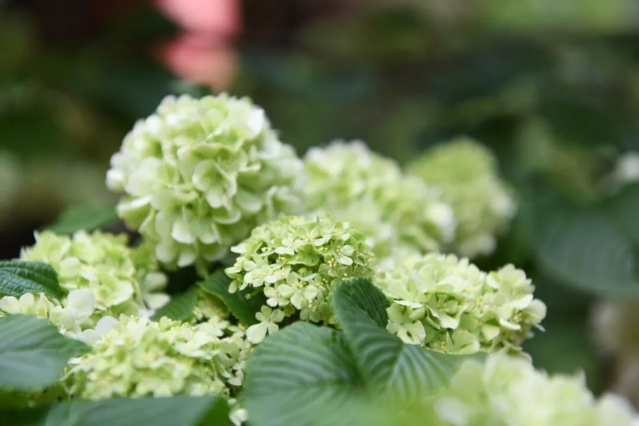 云南省文化和旅游厅