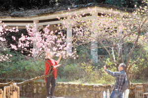 郊野公园花开正艳