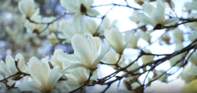 云南省文化和旅游厅