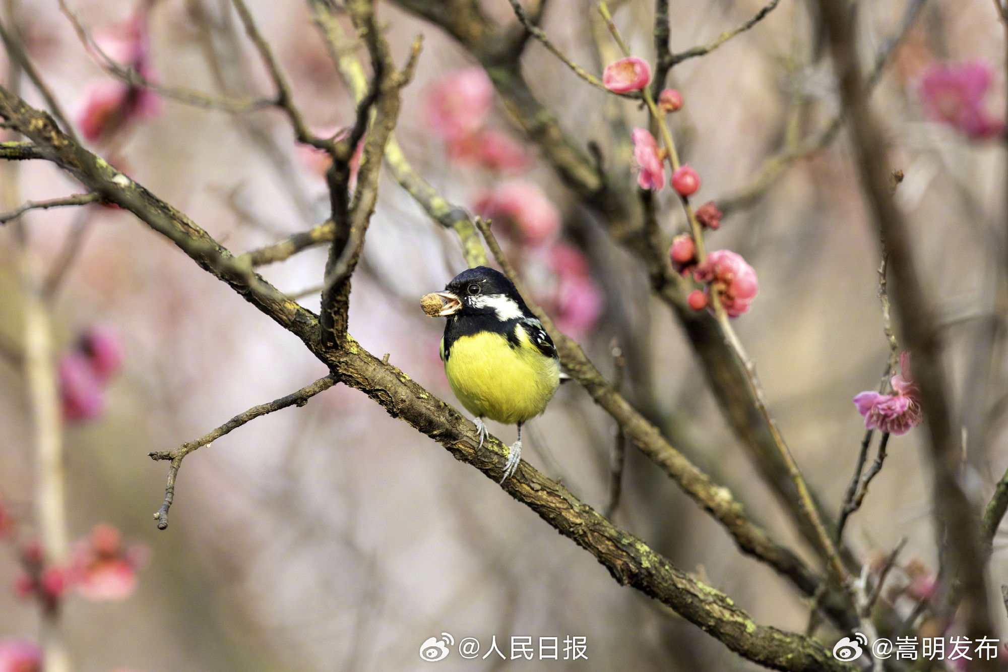 嵩明发布