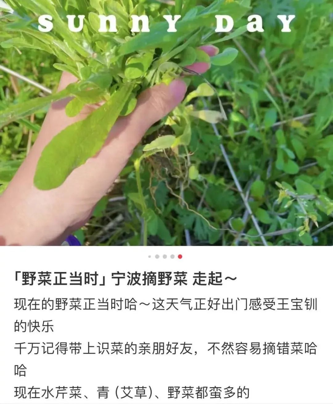 掌上春城微信