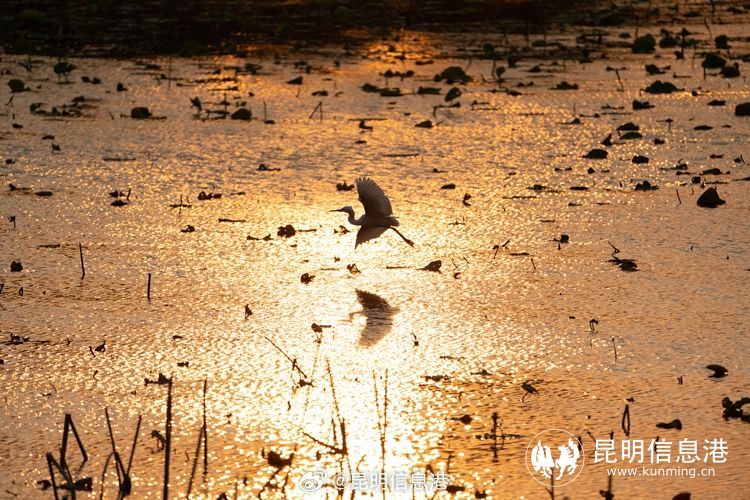 昆明信息港微博