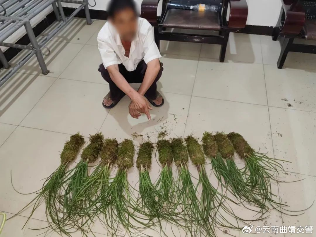 98株兰花，判刑3年