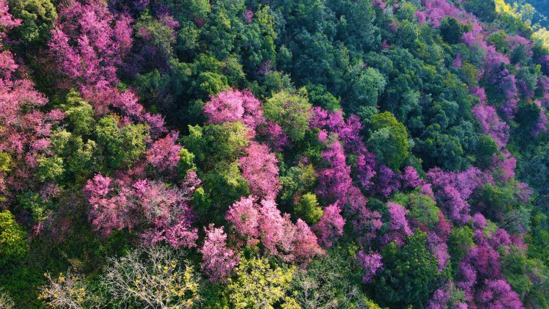 云南省文化和旅游厅