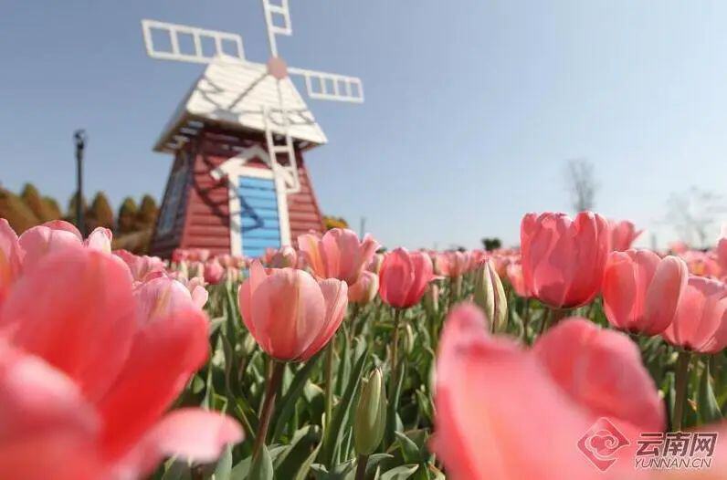 云南省文化和旅游厅