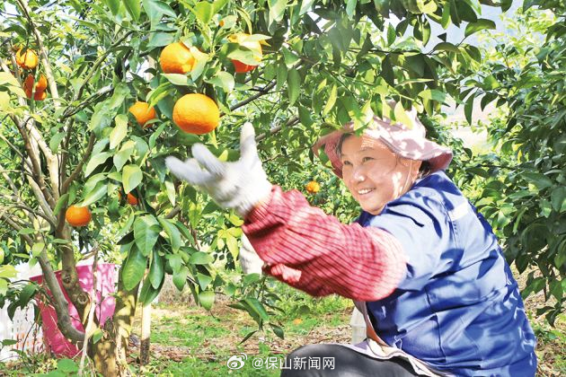 从农到工 由贫向富 ——芒宽沃柑延伸产业链带动群众持续增收