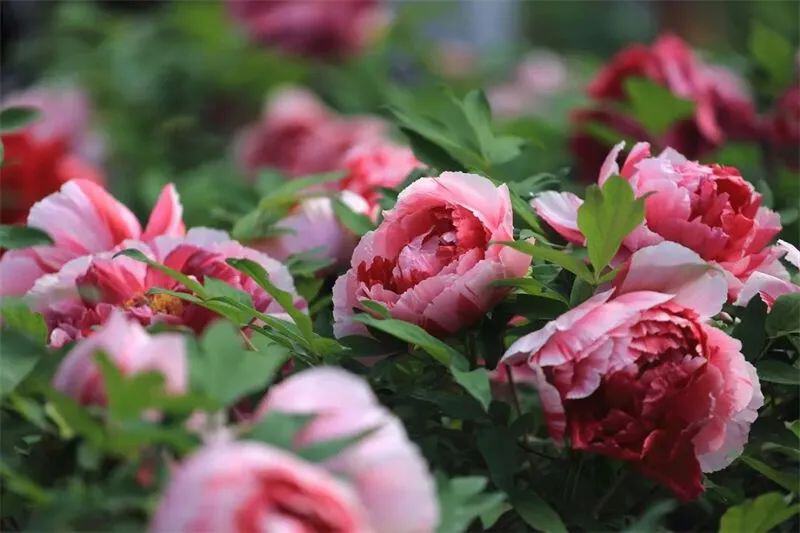 云南省文化和旅游厅