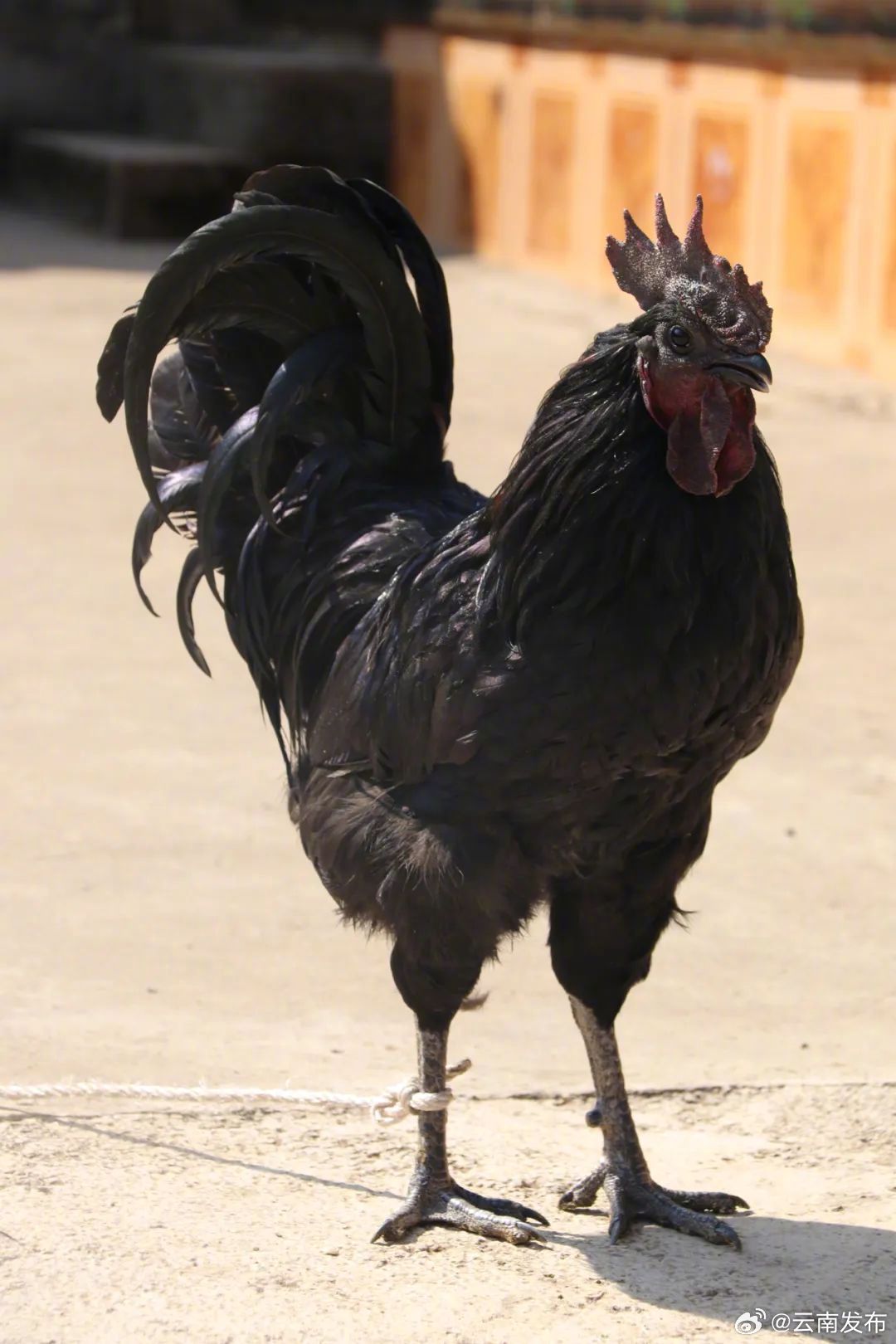 玉龙雪山乌鸡列入国家遗传资源品种名录