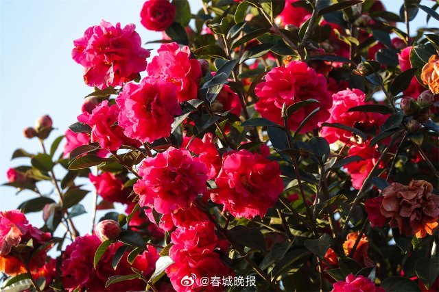 春城晚报