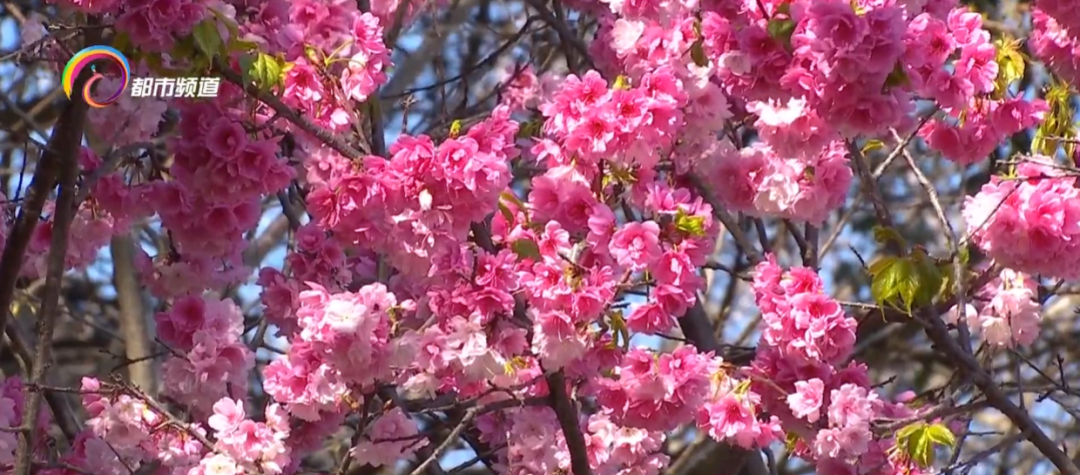 云南省文化和旅游厅
