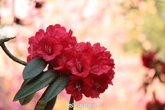 春城晚报