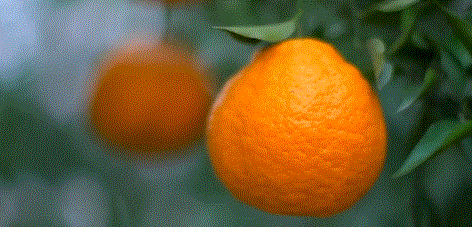 耙耙柑的大名叫春见