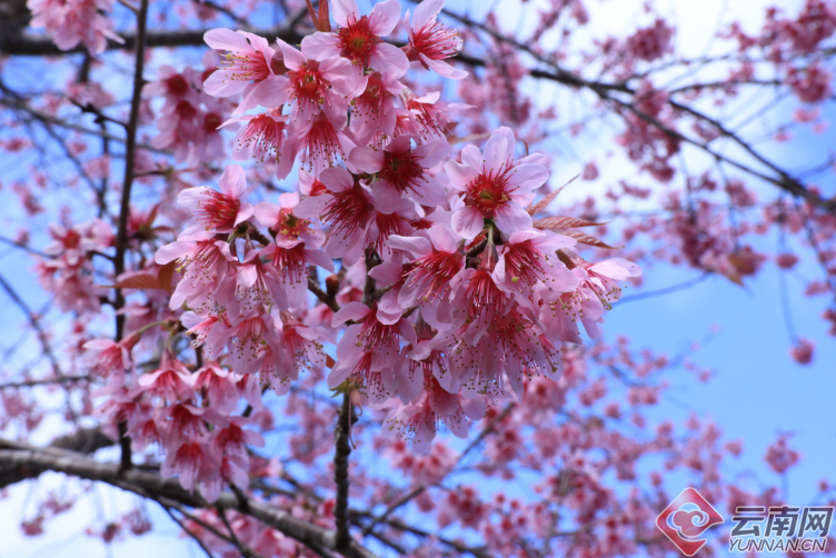 云南省文化和旅游厅