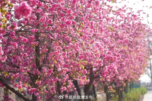 昆明盘龙发布