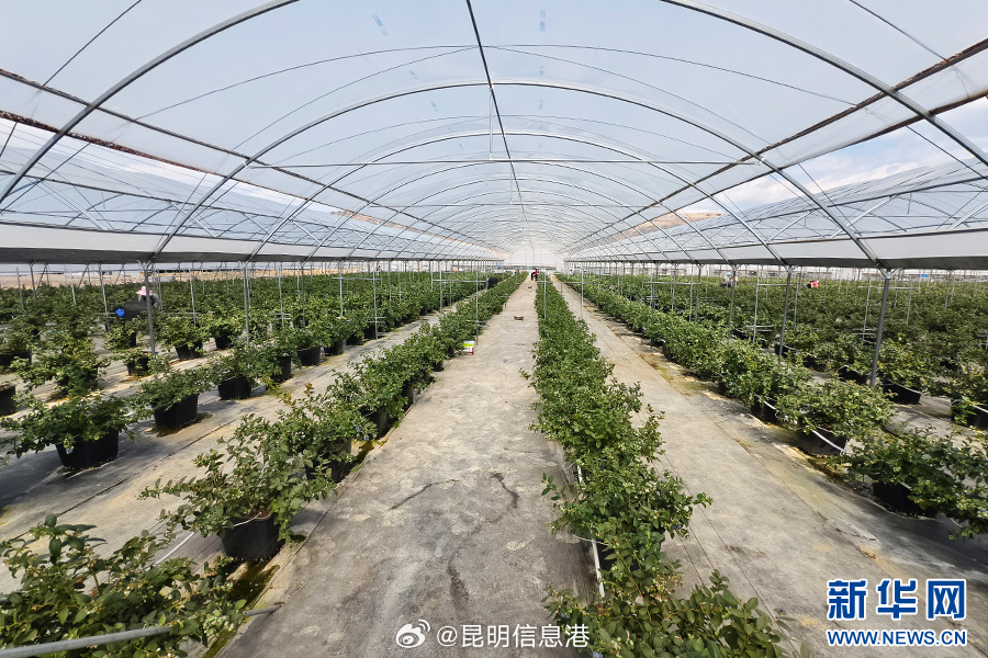 昆明信息港微博