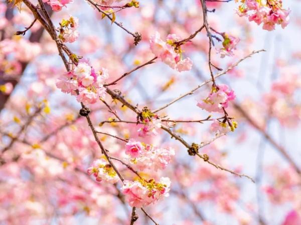 云南省文化和旅游厅