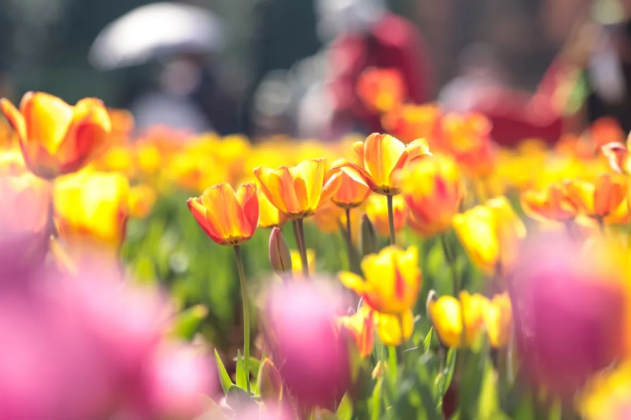 云南省文化和旅游厅